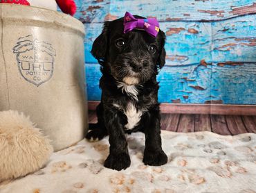 Brooke - Available Black & White F1 Cavapoo Female!