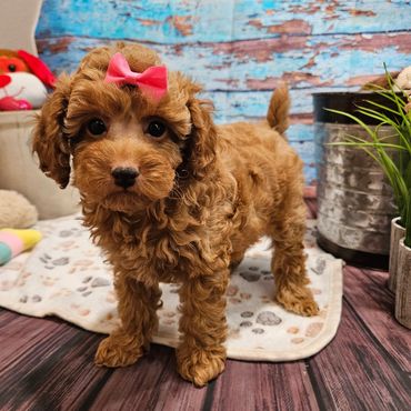 June - Available Apricot AKC Miniature Poodle Female!