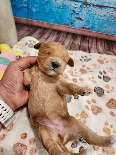 Iva - Available Apricot & White F1B Cavapoo Female!