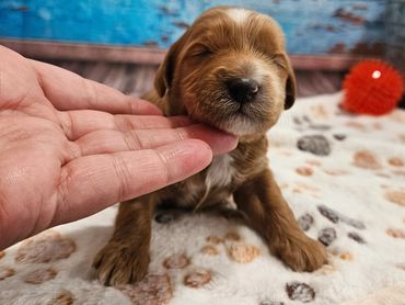 Isabell - Available Red & White F1B Cavapoo Female!