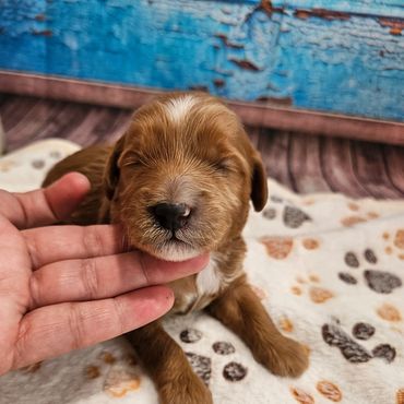 Isabell - Available Red & White F1B Cavapoo Female!