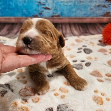 Imari - Available Red & White F1B Cavapoo Female!