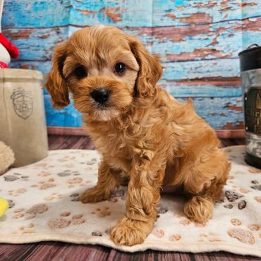 Randy - Available Apricot & White F1 Cavapoo Male!