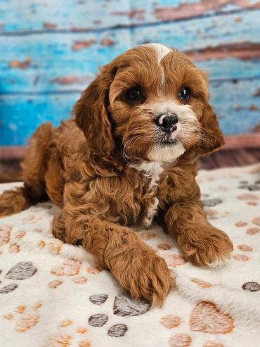 Ranger - Available Red & White F1 Cavapoo Male!