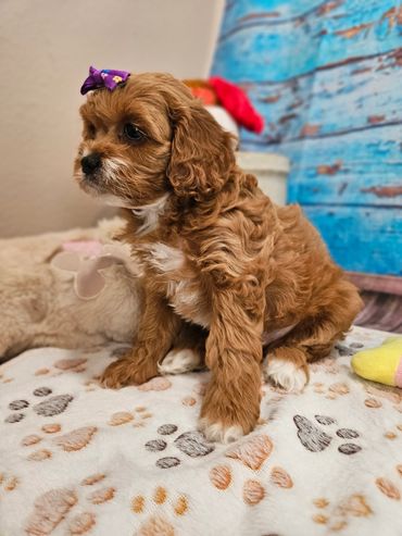 Rae - Available Red & White F1 Cavapoo Female!