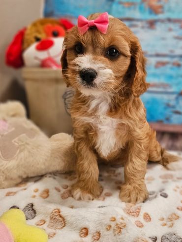 Rana - Available Apricot & White F1 Cavapoo Female!