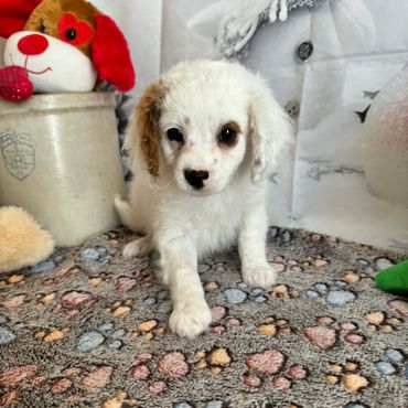 Charlie - Available Blenheim F1 Cavapoo Female!