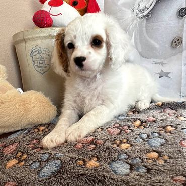 Charlie - Available Blenheim F1 Cavapoo Female!