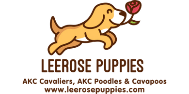 Leerose Puppies 