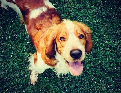 Clementine, Welsh Springer Spaniel