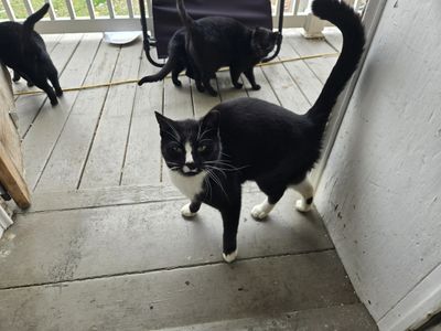 Four black and white cats on a wooden porch.