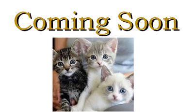 Three adorable kittens with the text 'Coming Soon' above them.