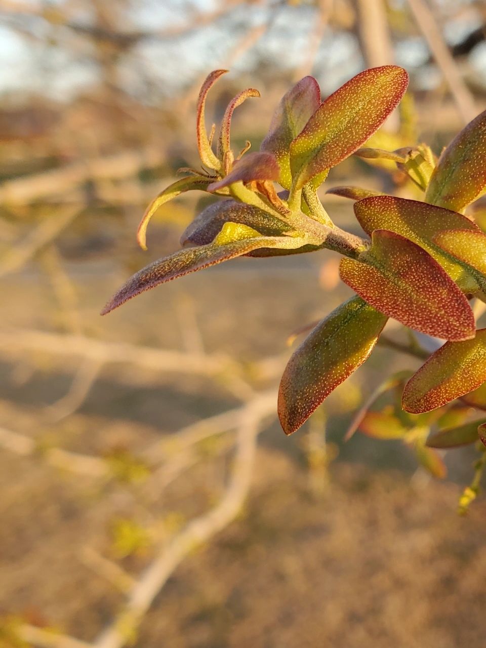 New live oak leaves coming back after the 2021 Texas deep freeze.