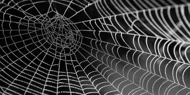 Spider web, intricate and delicate, spun across a corner
