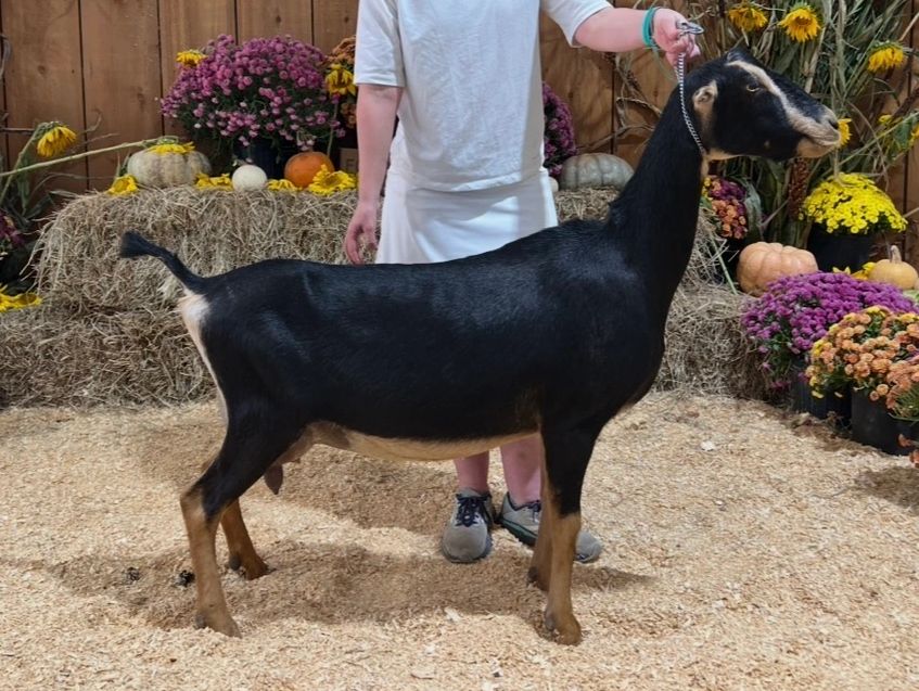 2025: Milking yearling