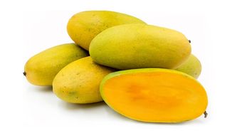 Dasheri mango is long and oval shaped, with a light green or yellow-green skin when mature, becoming golden yellow when ripe. Dasheri mangoes have a fiberless, peach-colored flesh with a medium-sized stone.