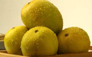 Fresh honey mangoes export to europe