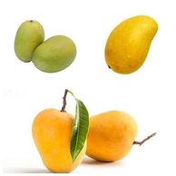 As compared to other varieties of mangoes, it is naturally verysugary and soft. The size of the seed is small and oval in shape. Langra maintains it green color after it gets ripe, while other mangoes change into yellow-reddish color
