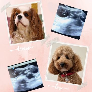 Cavapoo puppy for sale parents DNA tested ultrasound pictures Larchfield Cavapoos and Cockapoos