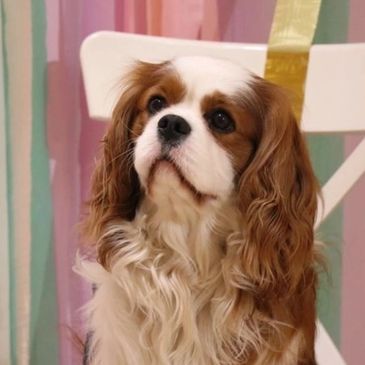 Featherfalls Double take Cavalier King Charles Stud