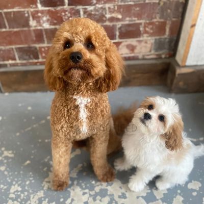 Larchfield cavapoo licensed breeder F1b cavapoo two previous puppies working from home