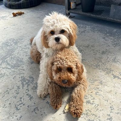 Larchfield cavapoo licensed breeder F1b red and white and red cuddling