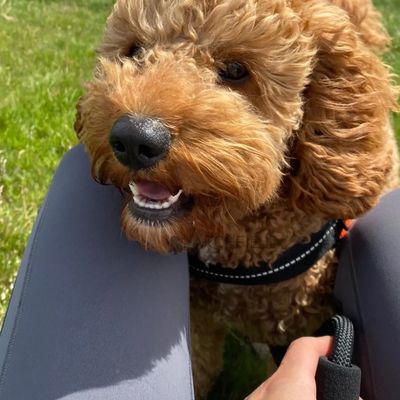 Larchfield cavapoo licensed breeder F1b cavapoo days out happy confident red cavapoo