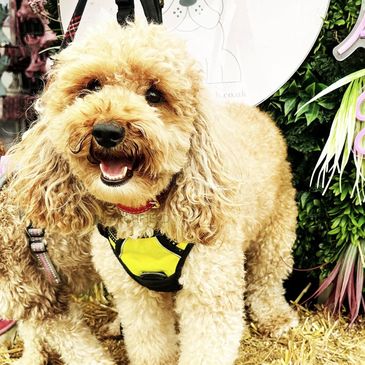 Miniature red cavapoo puppies for sale UK licensed cavapoo breeder home reared DNA health tested