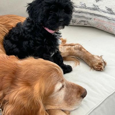 Larchfield cavapoo licensed breeder F1 black cavapoo with golden retriever snuggled on sofa happy