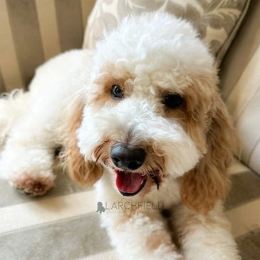 Larchfield cavapoos F1 puppies five star licenced breeder UK home raised Yorkshire born London