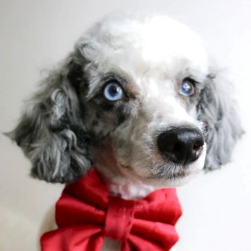 Larchfield Cavapoos and Cockapoos Merle F1 cavapoos for sale Yorkshire parti blue eyes merle tri