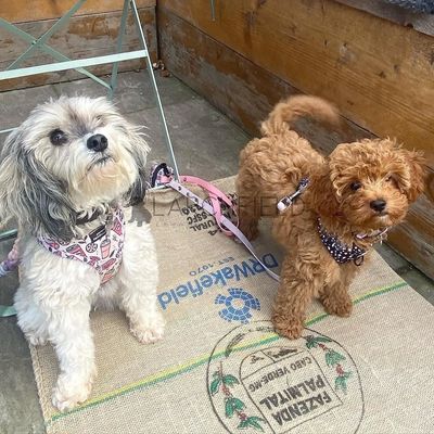 Larchfield cavapoo licensed breeder F1b cavapoo two previous puppies days out puppy cafe