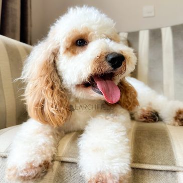 white red parti miniature poodle, Russian lines, F1 Cavapoo puppies licenced breeder UK home raised