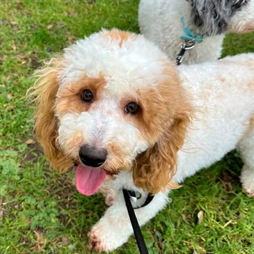 Larchfield cavapoos F1 puppies five star licenced breeder UK home raised Yorkshire born London