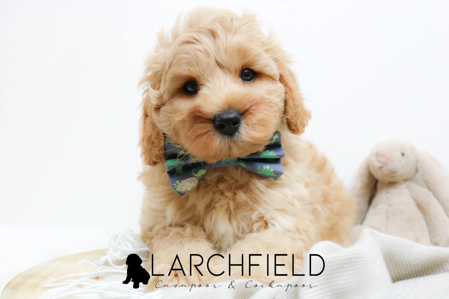Adorable cute red apricot cavapoo puppy qualified licensed breeder Larchfield Cavapoos 5 star
