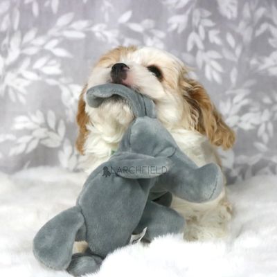Larchfield cavapoo licensed breeder F1 red white puppy playing with toy UK