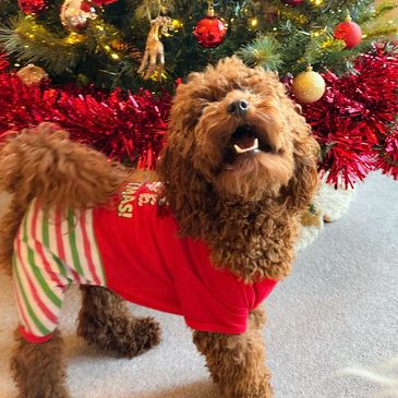 Deep red miniature poodle, Russian lines, F1 Cavapoo red puppies licenced breeder UK home raised