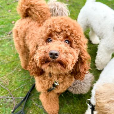 Deep red miniature poodle, Russian lines, F1 Cavapoo red puppies licenced breeder UK home raised