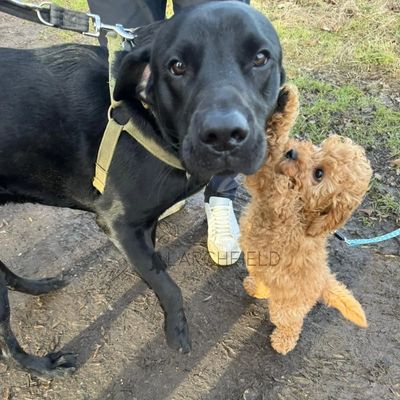 Larchfield cavapoo licensed breeder F1b cavapoo socialisation meeting other dogs yorkshire doncaster