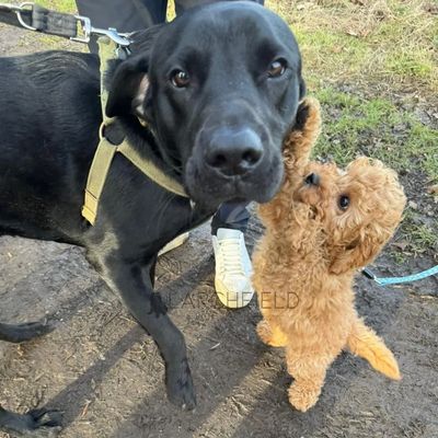 Cavapoo puppy socialisation older vaccinated dogs puppy training Larchfield Cavapoos Doncaster UK