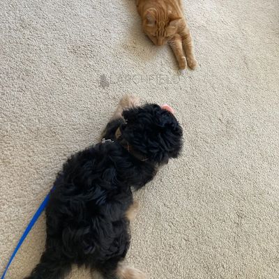 Larchfield cavapoo licensed breeder cavapoo and cat