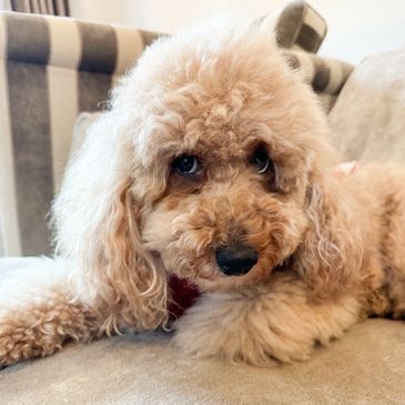 Miniature red cavapoo puppies for sale UK licensed cavapoo breeder home reared DNA health tested