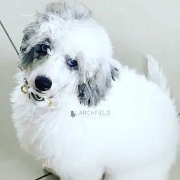 Khaleesi merle miniature poodle cavapoo blue eyes puppies merle, tri colour Yorkshire Larchfield