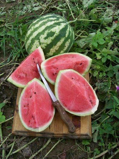 Fresh Watermelon South Carolina History A Southern Food History VIP Tours Charleston Food Tours Char