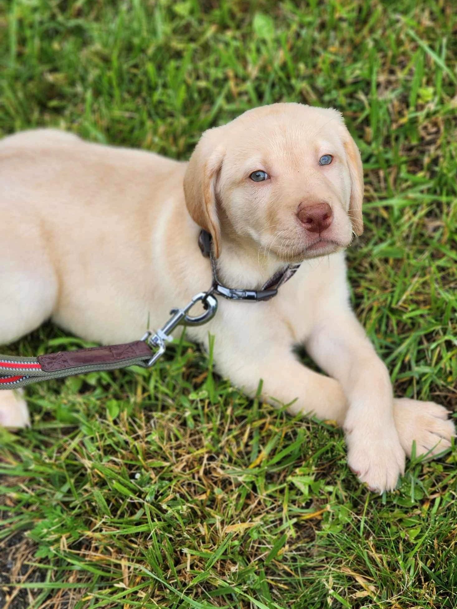 Beautiful male Labrador retriever at 8 weeks old.