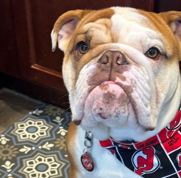 sports pet bandana, nhl new jersey devils