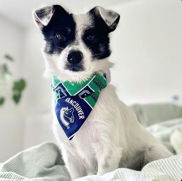 sports pet bandana, nhl vancouver canucks,