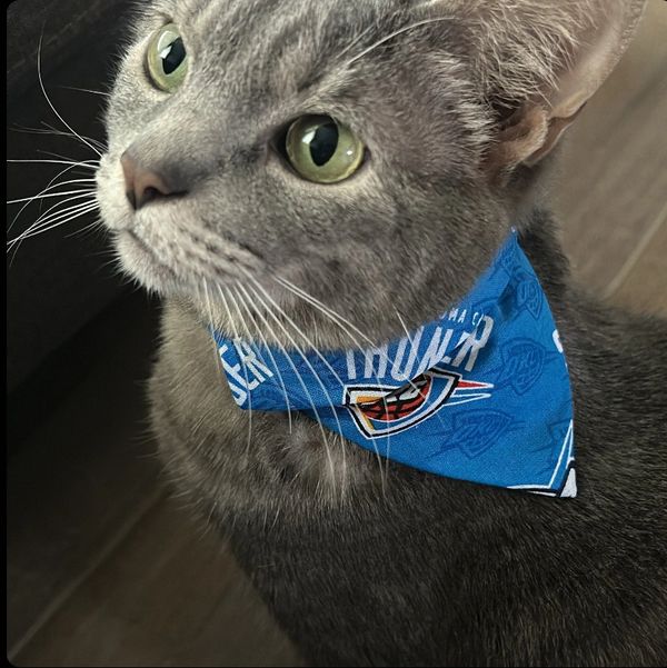 sports pet bandana, nba oklahoma city thunder