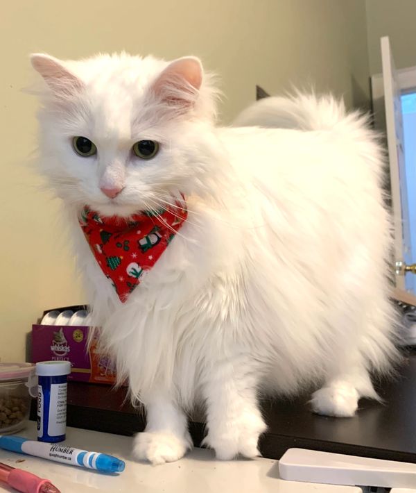 cat bandana, dragonflymasksco
