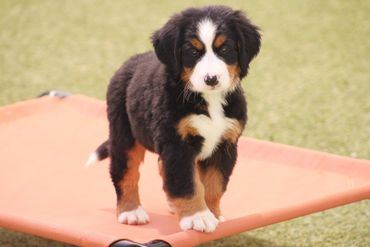 Bernese mountain dog
